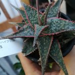 アロエ・デルトイデオドンタ ハイブリットが開花。