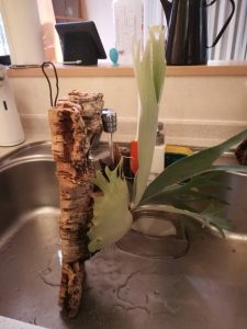 ホムセンビーチ―の胞子葉を本気で立ち上げてみる。