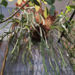 二子玉川の植物屋「SOLSO HOME Futako」に行ってきた!