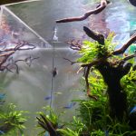 ひかりクレスト（カラシン）が非常に使い易くて好きになった。