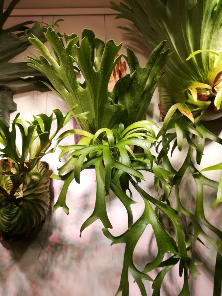 LEDでも簡単に綺麗に育つビカクシダ（コロナリウム）。