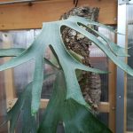 これぞ男前ビカクシダ、ペガサスのコルク付け。