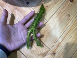 フペルジアを簡単に増やす方法は水挿しだ!!