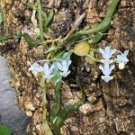 #ツイらん展 こういう時だからこそ盛り上がりましょう!