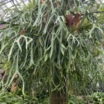 相模原公園にある「サカタのタネ グリーンハウス」に行ってきた!
