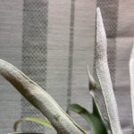 ビカクシダが胞子を付けるまでにかかった期間。