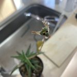 アロエから種がとれました！実生しようよ！