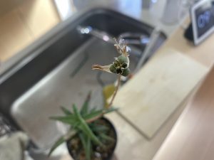 アロエから種がとれました！実生しようよ！