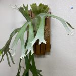 ビカクシダ・ウィリンキー3年の記録。Growing Staghornfern!!