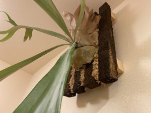 ヘゴ支柱を繋げてヘゴ板にしてみたぞ！