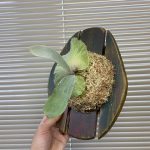 IKEAのまな板が割れたら植物付けてみない？