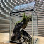 【ニトリ】ハウスボックスで風蘭パルダリウムを作ったぞ！