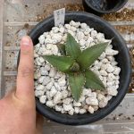 アガベ・チタノタの植え替え。(ちょっぴりレア多肉)