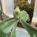 ビカクシダの貯水葉の役割について考えてみる。（P.willinckii pygumaeum）