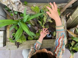 トロ舟ビオトープの3年目...水辺がなくなりました。