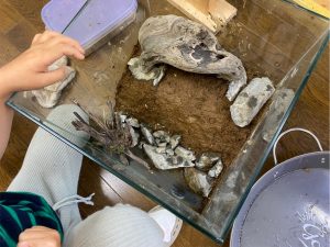 おうちで泥遊びしながら「パルダリウム」を作ろうよ！