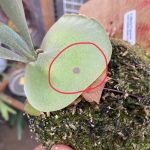 ビカクシダの貯水葉の一部黒くなった時にしたこと。