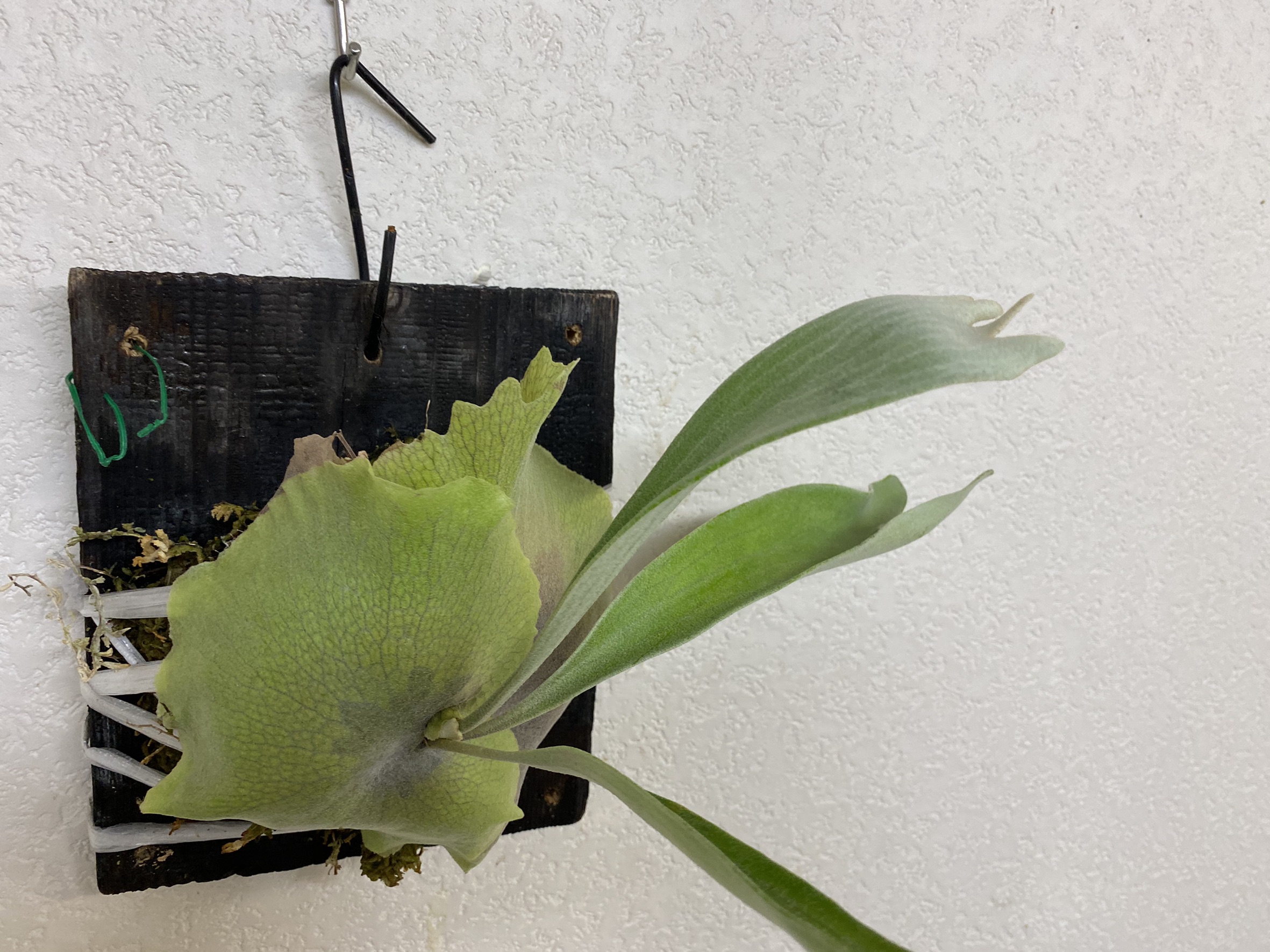 ビカクシダに虫が付いていた時にすること 大量のワラジムシ編