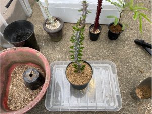 アローディア・プロセナ等々...植え替え祭り!