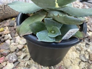 アガベの子株(カキ子)を分けてみるぞ!