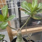 アデニウムの挿し木が新芽を出してきたぞ！！