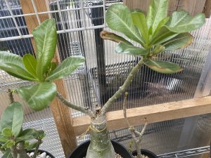 アデニウムの挿し木が新芽を出してきたぞ！！