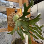 アルシコルネ・マダガスカルがやってきた!!