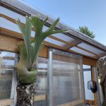 P.Pegasusはいつかきっと人気爆発する...（願望）