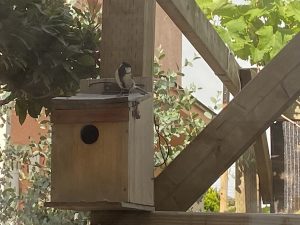 庭の巣箱にシジュウカラがやってきたぞ！！