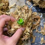 【無謀】ビカクシダの胞子培養株を板付にしてみました。