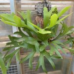 付け替えず(植え替えず)に育てているビカクシダの現在。