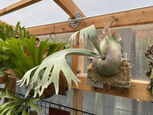 葉が萎れて（垂れて）しまうビカクシダって？夏編