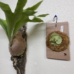 ビカクシダの株分けと板付。