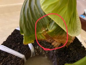 リドレイのシールド巻き込み不良を改善する実験。