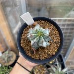 ユーフォルビア・ホリダの1年後。