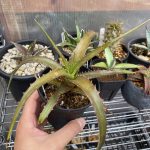 ヘクチア sp.エルマテ産の成長記録、1年後。