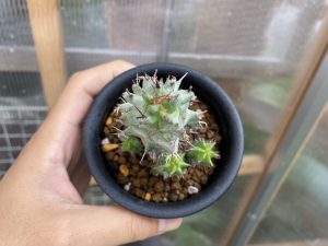 ユーフォルビア・ホリダ（モンスト）の冬と梅雨。