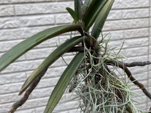 レナンセラ・モナチカの成長記録、１年半後。