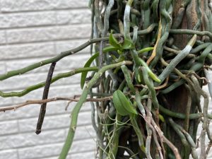 無葉蘭から葉が出てきた理由を考える。