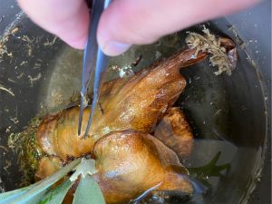 ビカクシダに棲むヤスデを水没で駆除する。