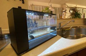 GEX「ラクテリア」でイモリウムを作るぞ！
