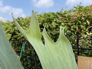 普及種だからこそ育て上げたいビカクシダ。