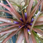 T.ブラキカウロスの紅葉と開花。