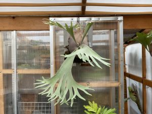 ビカクシダ horitoysP. willinckii 'celso' Tatsuta P.willinckii cv. Celso Tatsuta #platycerium