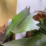うねる?ビカクシダ「P.Majus」の成長記録。