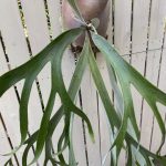 親が不調なのに子株が沢山吹くビカクシダさん。