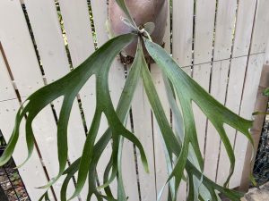 親が不調なのに子株が沢山吹くビカクシダさん。