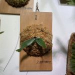 実はコレ（ビカクシダ）買ってました。