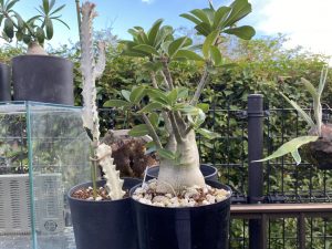 アデニウム・アラビカムの成長記録、1年後。