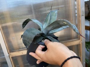 アガベ・コロラータ シュプリームが厳つくて良い。